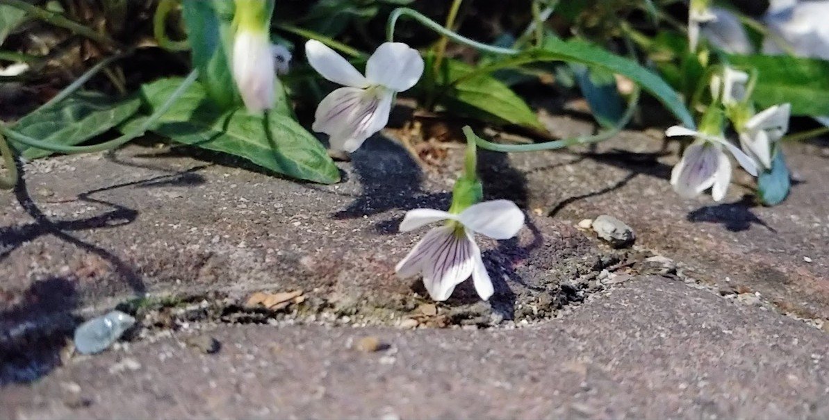 [Green&Grey] 흰젖제비꽃