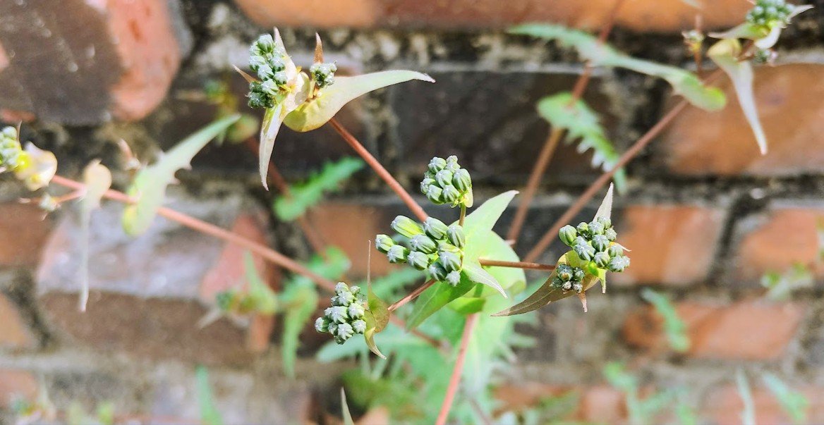 [Green&Grey] 고들빼기