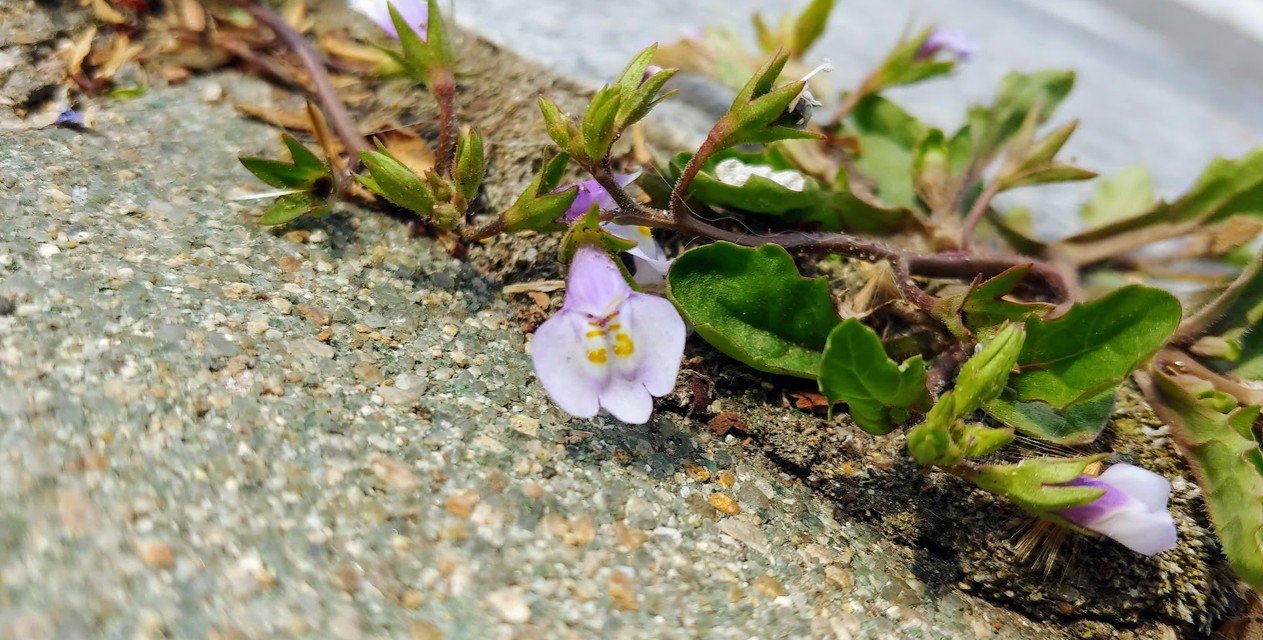 [Green&Grey] 누운주름잎