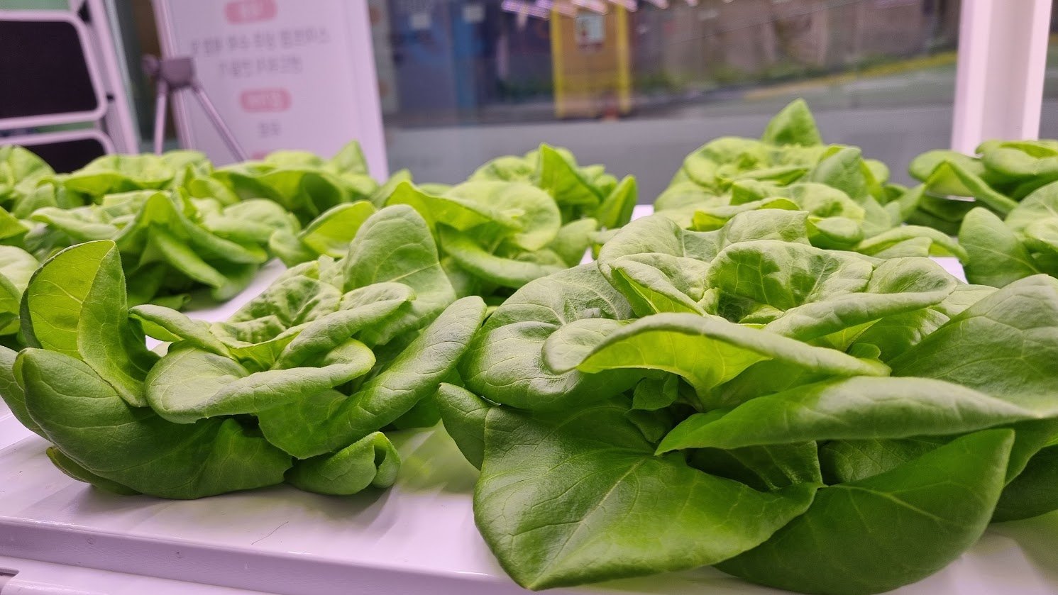 [칼럼] 미래 농업의 희망: 스마트 농업과 지속 가능한 성장의 길