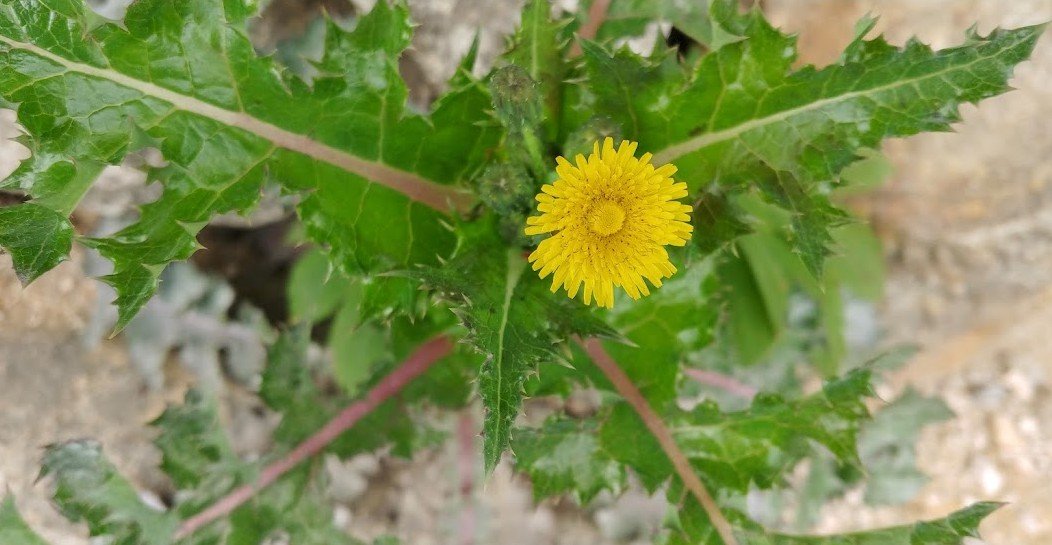 [Green&Grey] 방가지똥