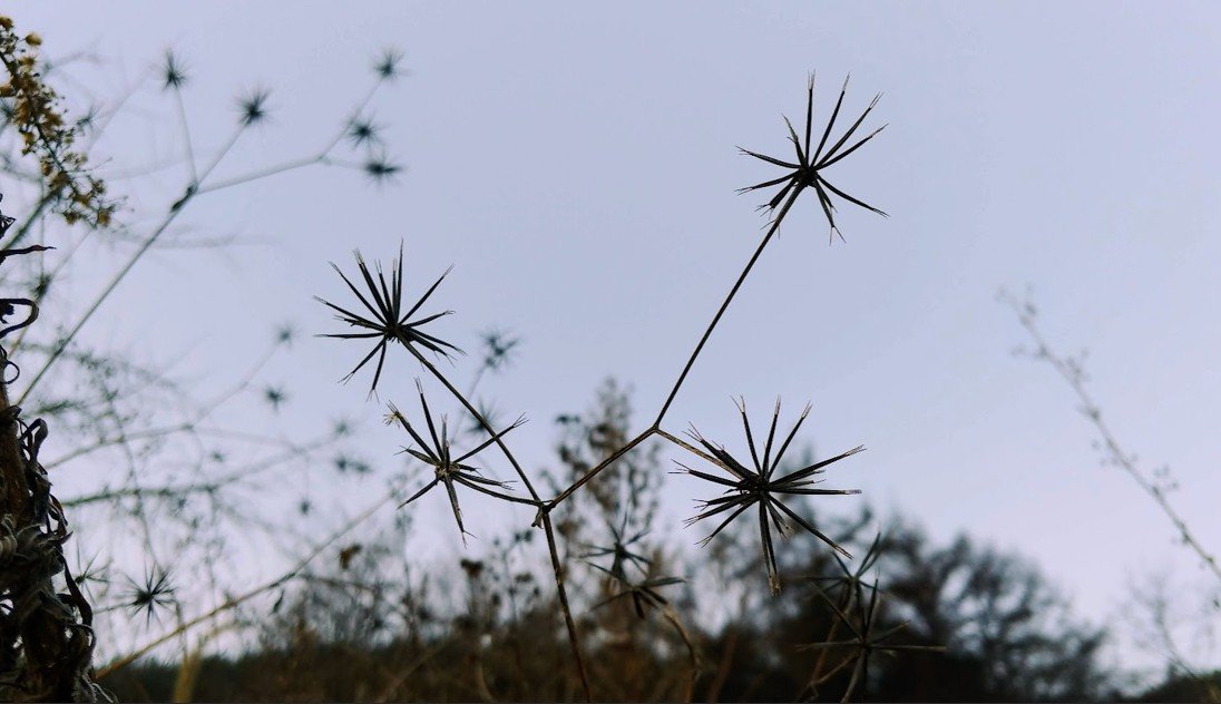 [Green&Grey] 도깨비바늘