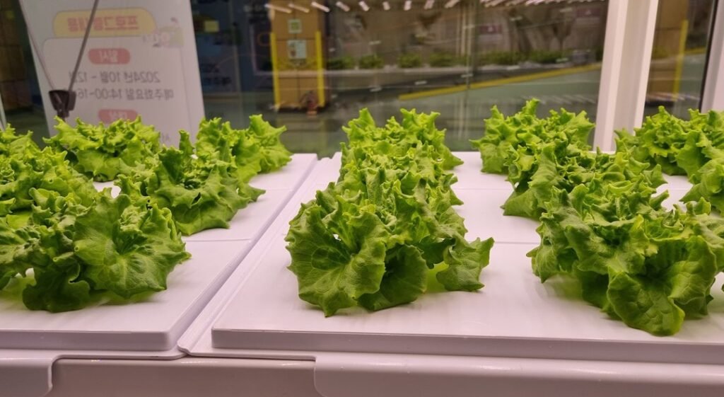 서대문구 스마트팜