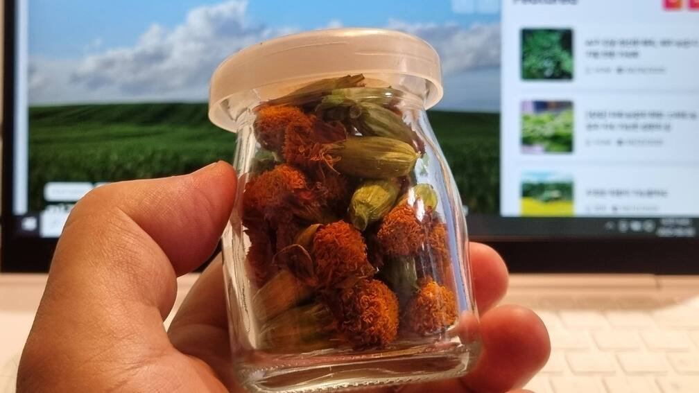 [레시피] 메리골드 꽃차, 호미농부가 알려주는 황금빛 레시피