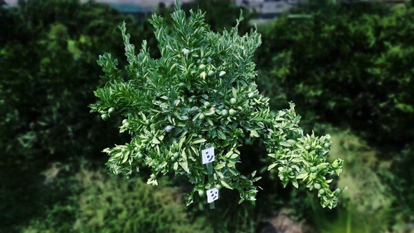 AI가 감귤 생산량 예측, 제주 농업 디지털 전환 가속화 AI가 감귤 생산량 예측, 제주 농업 디지털 전환 가속화