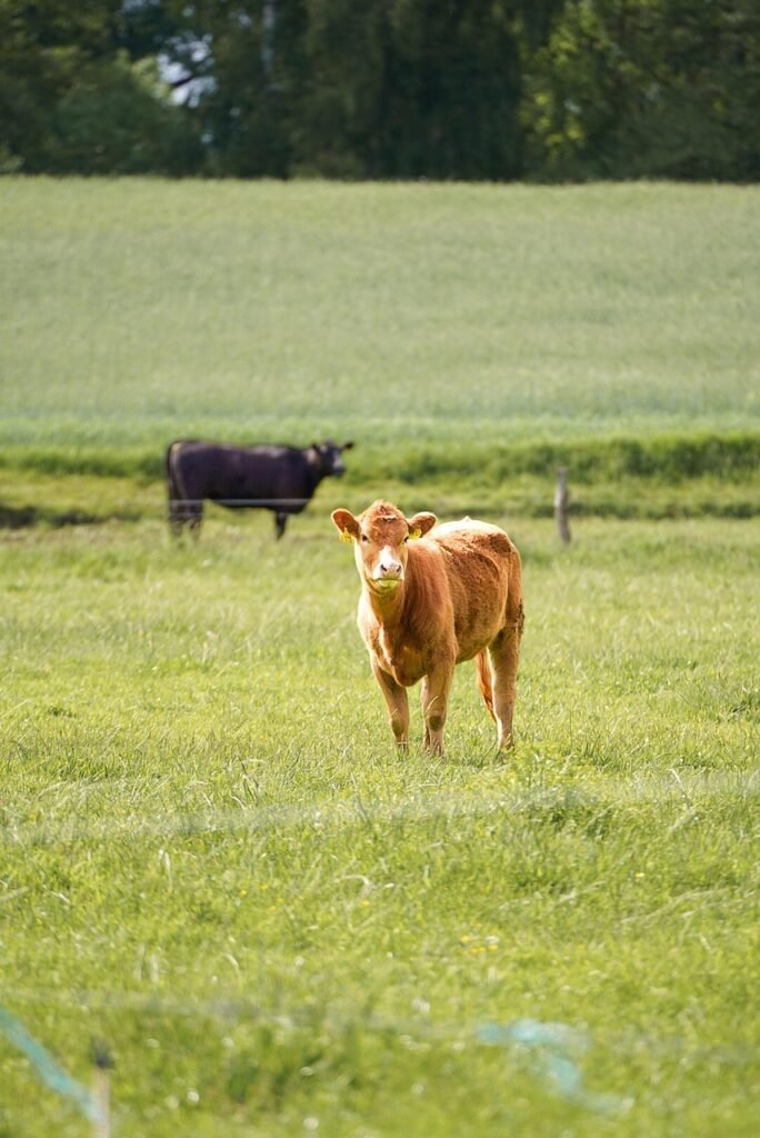 cows, pasture, cattle, animals, farm animals, nature, meadow, animal husbandry