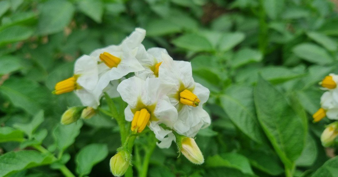 농업의 미래를 바꿀 혁신 기술을 찾습니다.. 농촌진흥청, ‘2025 농업기술대상’ 공모