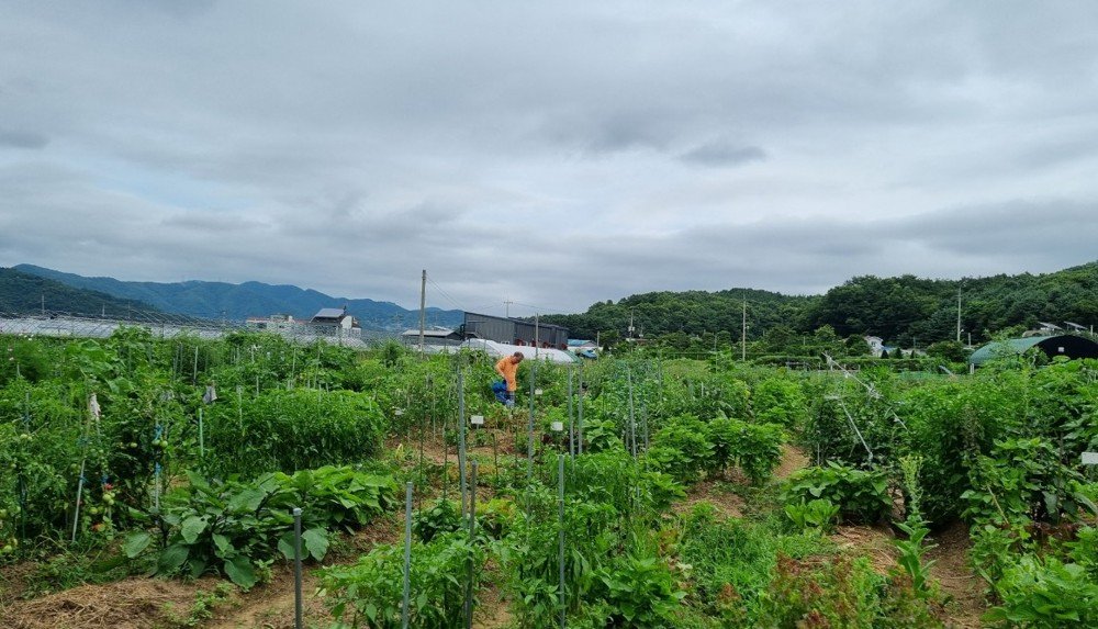도시농업의 출현 배경과 성과: 국내외 비교