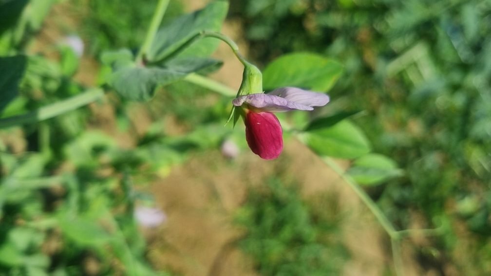 농촌진흥청, 이달의 신간… 2025 「농업기술길잡이」 11종