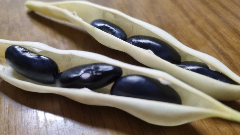 ‘황금빛 수확’이냐 ‘쭉정이’냐.. 9월 콩밭, 병해충과의 마지막 전쟁