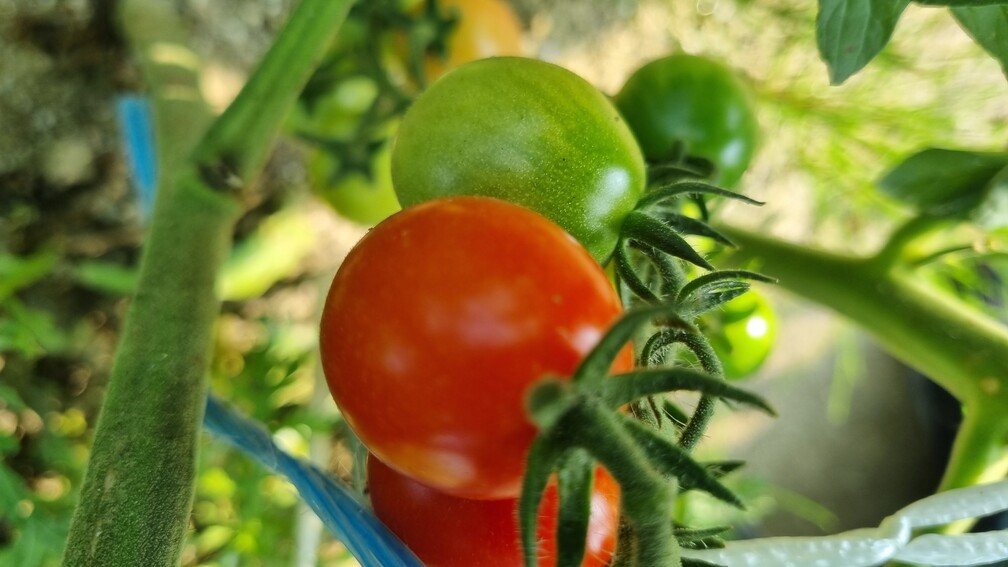 주말농장 방울토마토