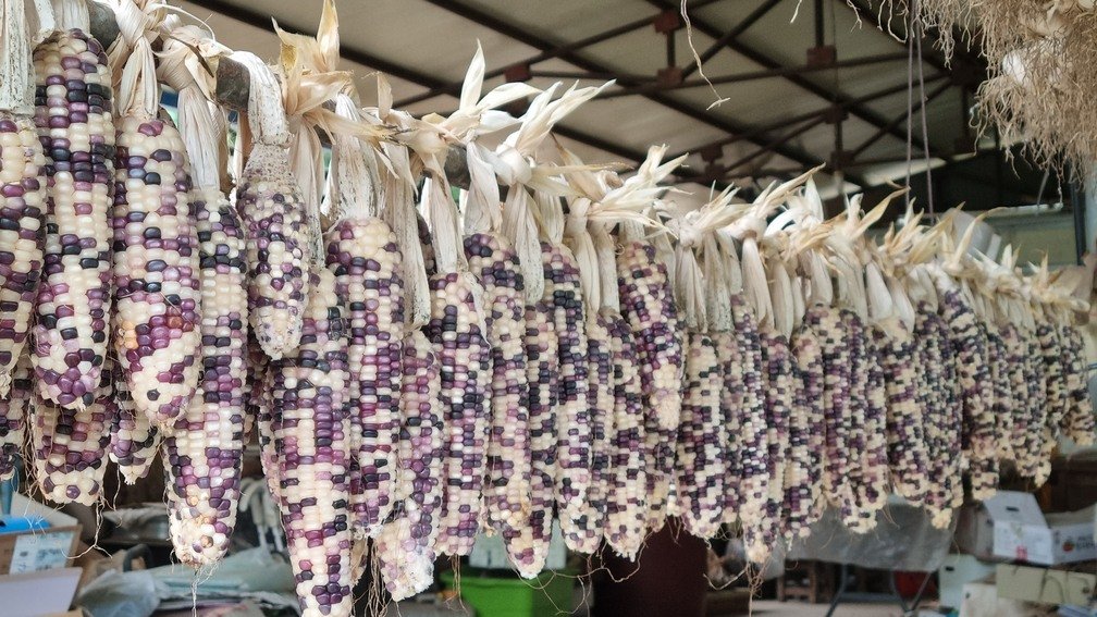 2026년 청년농업인 영농정착지원사업 1차 모집 개시… 12월 11일까지 접수