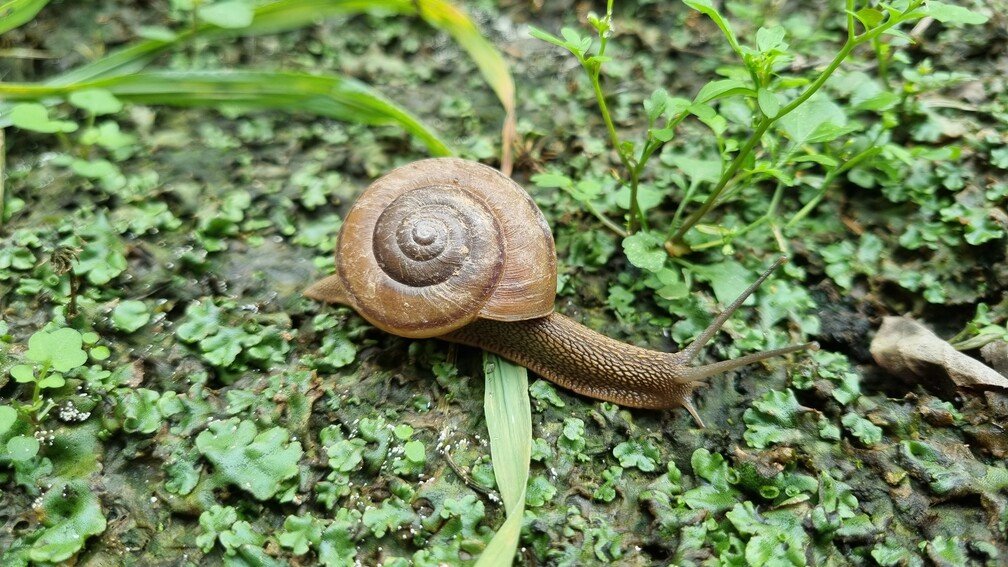 동양달팽이 사진