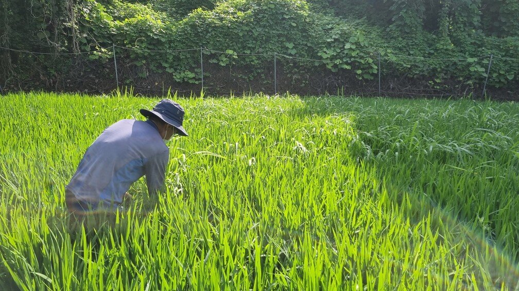 [기획연재] 호미농부의 도시농업 대백과 02