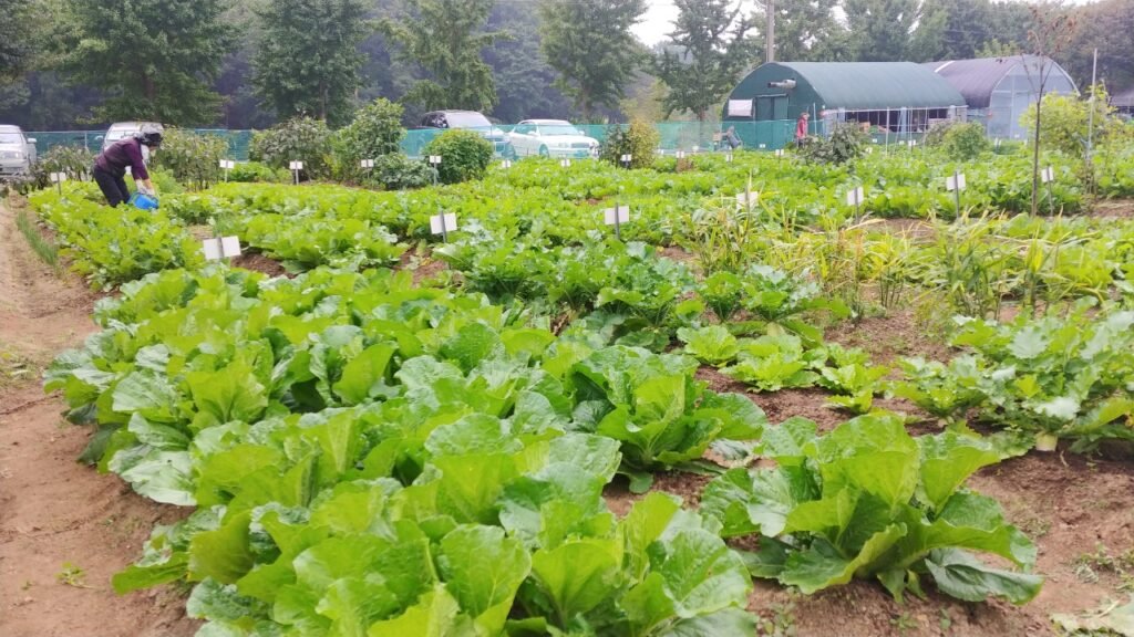 주말농장 배추