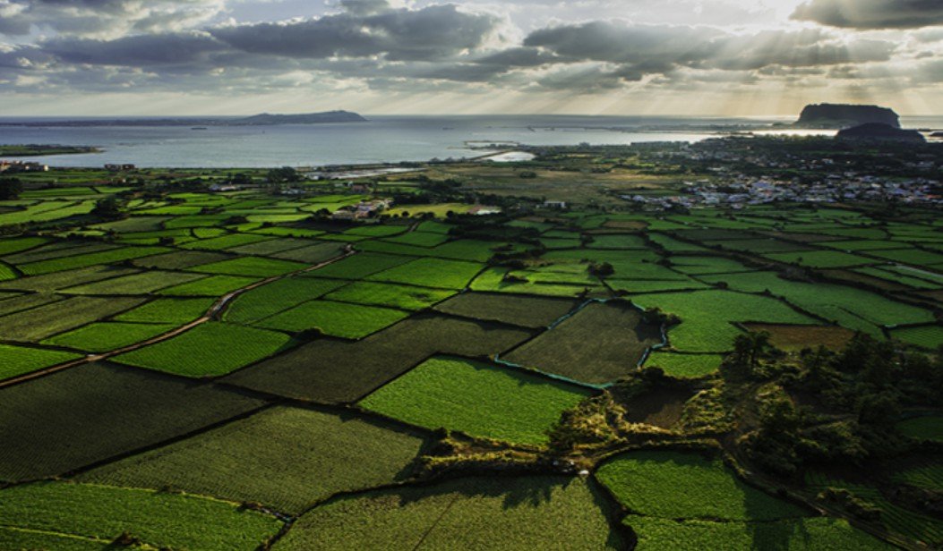 경관작물이 관광지로 변신!