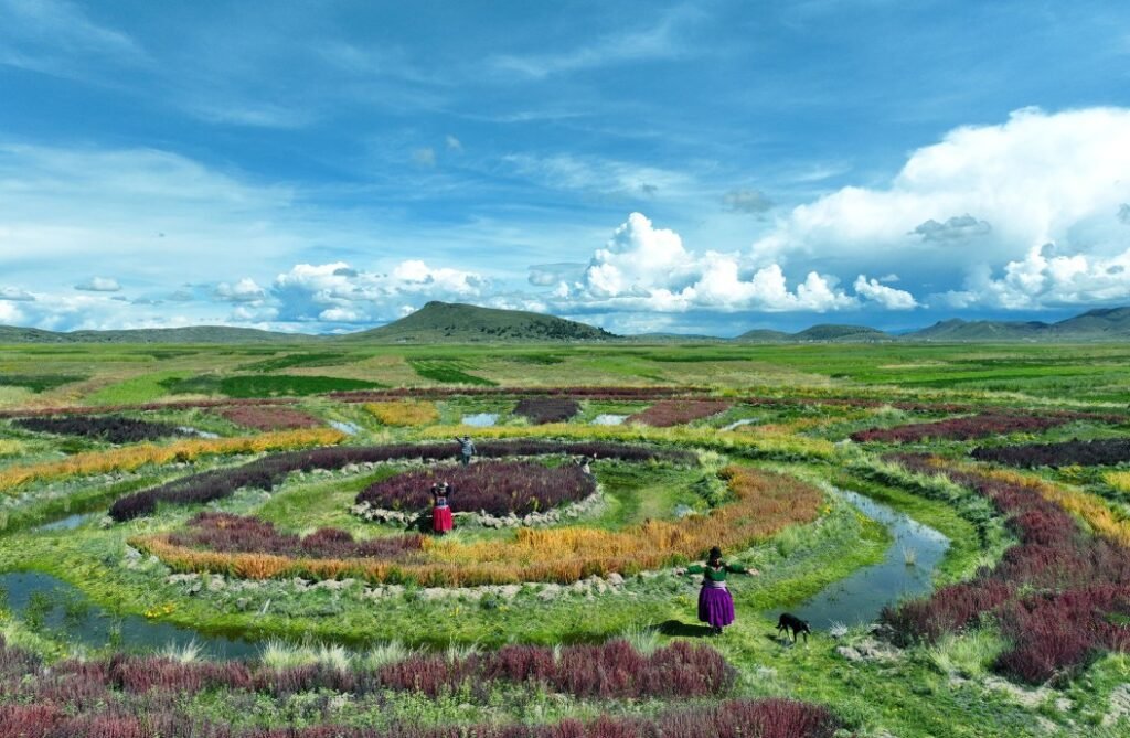Farmers working a Waru Waru agricultural field