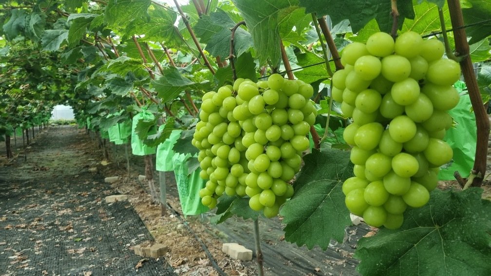 포도의 달콤한 변신, ‘단 한 번의 증류’로 명품 브랜디가 태어나다