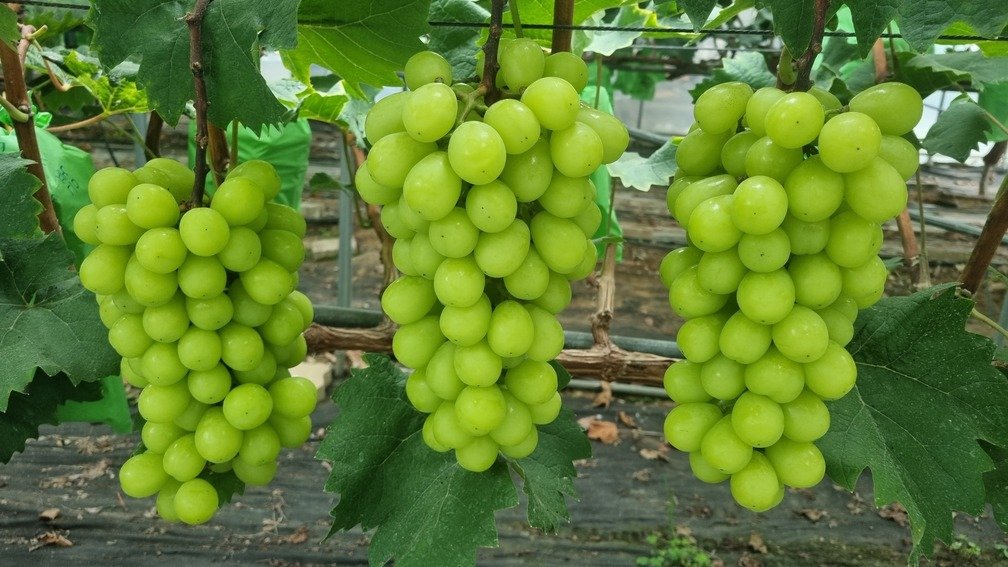 샤인머스캣의 눈물, 생산량과 가격 동향 심층 분석