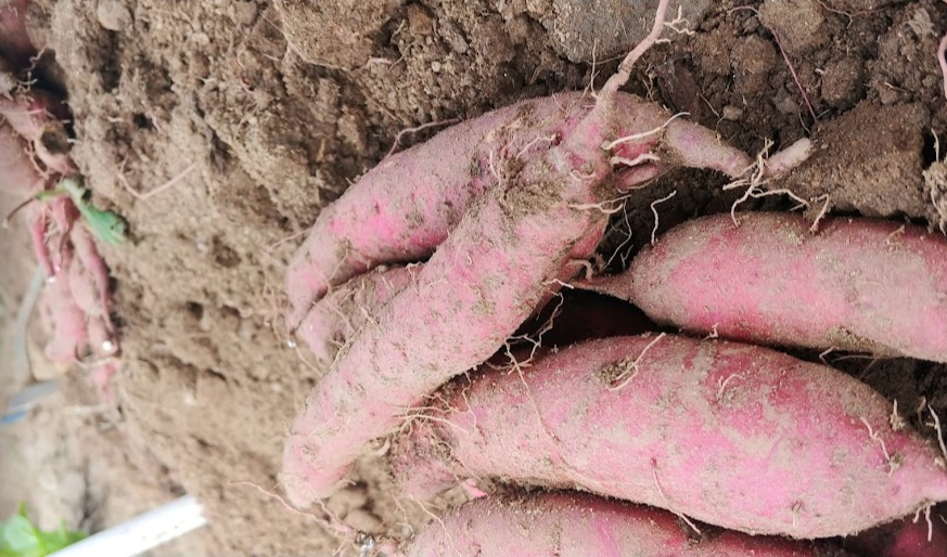 수확의 마무리는 새로운 시작입니다