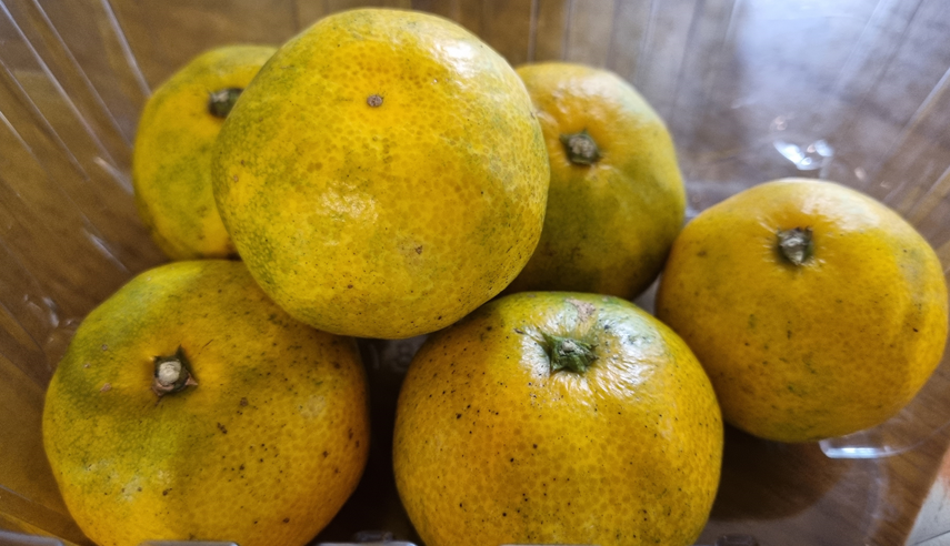 감귤 부산물… 폐기물에서 친환경 농자재로 우뚝!