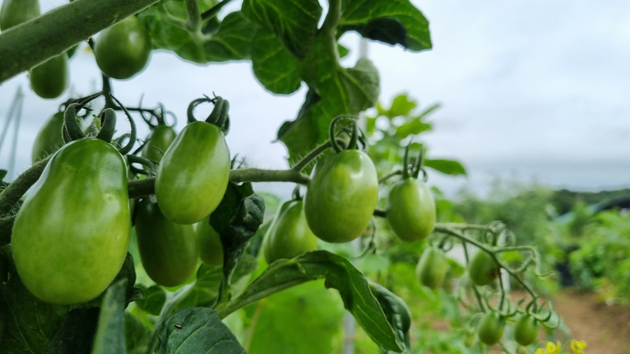비료 대신 ‘풀’을 키워라? 탄소농업의 핵심, 녹비작물 지원 대폭 확대!