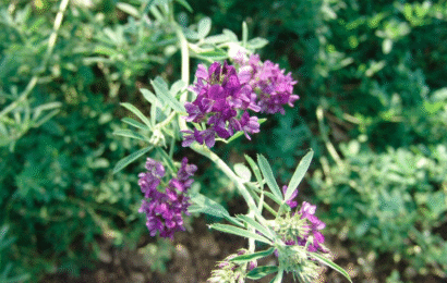 수입 사료 걱정 덜어낼 기분 좋은 소식! 국산 알팔파로 사료비 고민 해결하세요