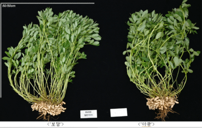 콩밥 대신 땅콩밥 어떠세요? 씻어서 바로 짓는 신품종 ‘보담·흑찬’