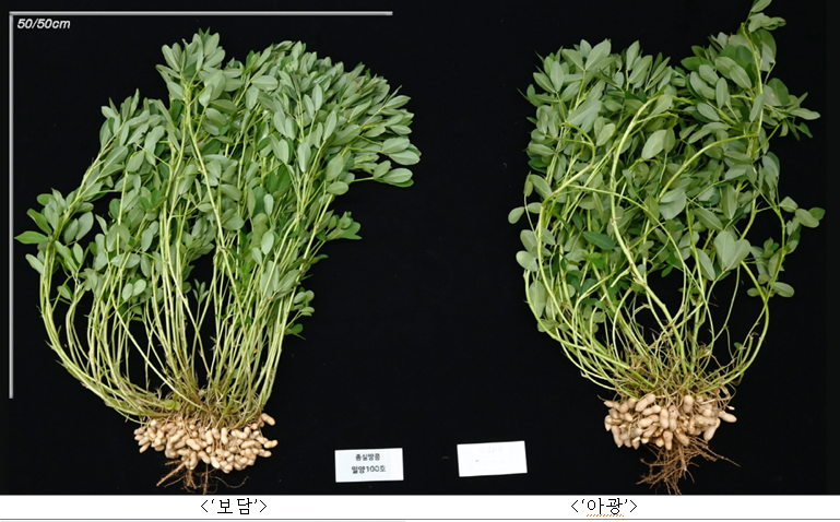 콩밥 대신 땅콩밥 어떠세요? 씻어서 바로 짓는 신품종 ‘보담·흑찬’