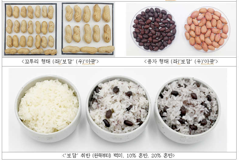 신품종 땅콩 '보담'