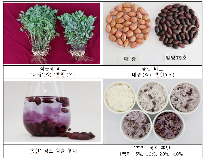 신품종 땅콩 '흑찬'